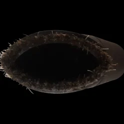 Nilfisk rundbørste Ø 32mm* Støvsugerposer Og-Tilbehør
